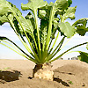 Sugar Beet